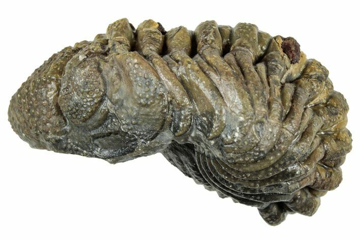 Long, Curled Morocops Trilobite - Morocco #323514